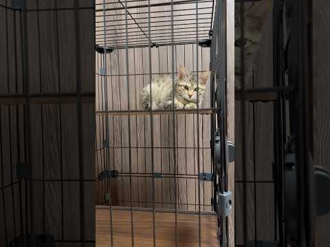 猫のいる生活　59日目　保護した猫が可愛い🐈　反省猫🐈　 子猫 cat ねこ cute 猫好きさんと繋がりたい猫可愛い… サムネイル