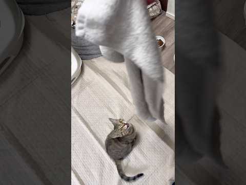 猫のいる生活　89日目　保護した猫が可愛い🐈　朝からジャンプ猫🐈　 子猫 cat ねこ cute 猫好きさんと繋がりた…