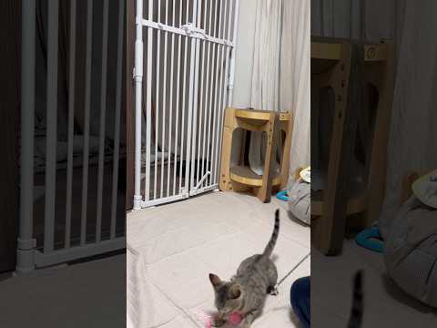 猫のいる生活　85日目　保護した猫が可愛い🐈　全力ジャンプ猫2🐈　 子猫 cat ねこ cute 猫好きさんと繋がりた…