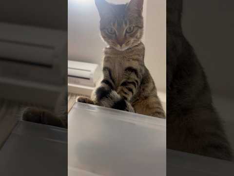 猫のいる生活　115日目　保護した猫が可愛い🐈　尻尾が可愛い猫🐈　 子猫 cat ねこ cute 猫好きさんと繋がりた… サムネイル