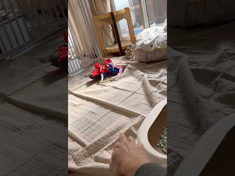 猫のいる生活　83日目　保護した猫が可愛い🐈　全力ダッシュで飛びつく猫🐈　 子猫 cat ねこ cute 猫好きさんと…