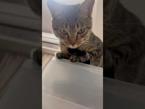 猫のいる生活　112日目　保護した猫が可愛い🐈　上から何かを狙う猫🐈　 子猫 cat ねこ cute 猫好きさんと繋が… サムネイル