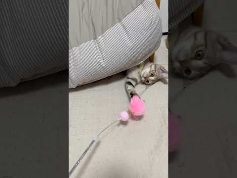 猫のいる生活　65日目　保護した猫が可愛い🐈　ワニワニパニック猫🐈　 子猫 cat ねこ cute 猫好きさんと繋がり… サムネイル