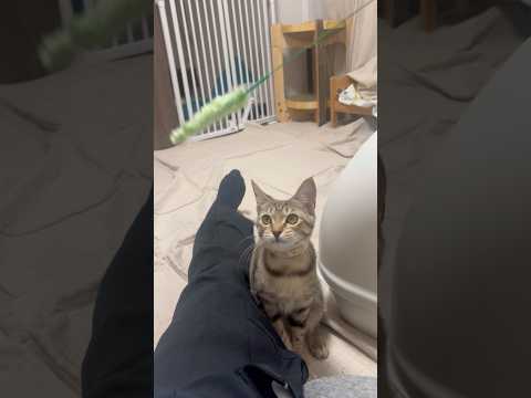 猫のいる生活　95日目　保護した猫が可愛い🐈　猫じゃらし大好き猫🐈　 子猫 cat ねこ cute 猫好きさんと繋がり… サムネイル