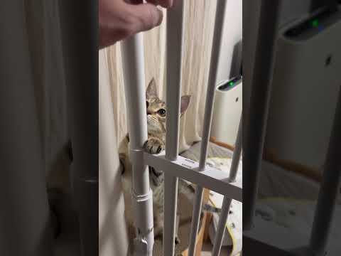 猫のいる生活　87日目　保護した猫が可愛い🐈　出てきたい🐈　 子猫 cat ねこ cute 猫好きさんと繋がりたい猫可…