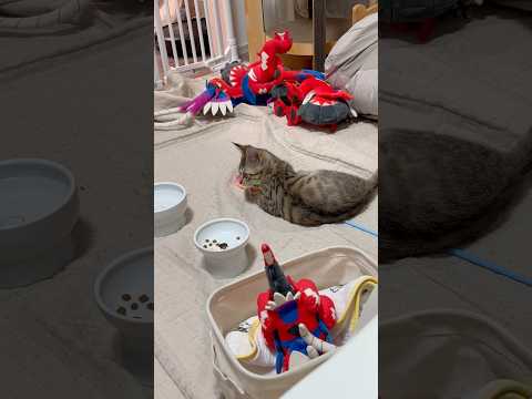 猫のいる生活　66日目　保護した猫が可愛い🐈　一人で楽しそうな猫🐈　 子猫 cat ねこ cute 猫好きさんと繋がり… サムネイル