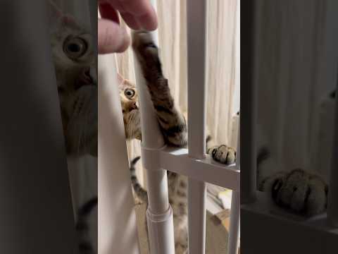 猫のいる生活　84日目　保護した猫が可愛い🐈　中から甘えてくる猫🐈　 子猫 cat ねこ cute 猫好きさんと繋がり…