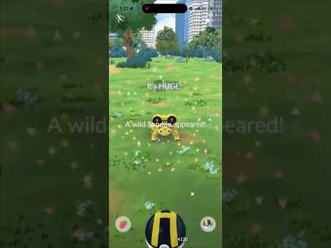 ✨RARE!!! XXL SHINY Sandile CAUGHT In Pokemon Go!✨ shorts po… サムネイル