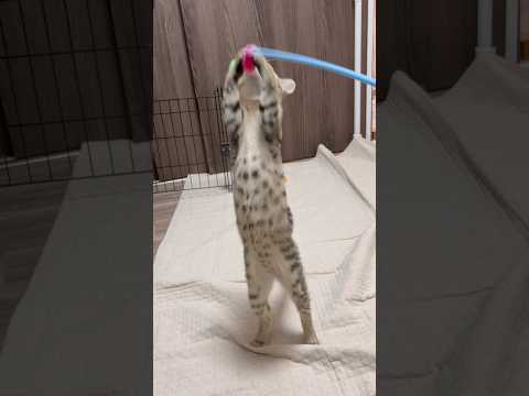 猫のいる生活　73日目　保護した猫が可愛い🐈　立つ猫🐈　 子猫 cat ねこ cute 猫好きさんと繋がりたい猫可愛い…