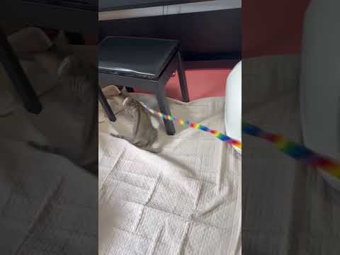 猫のいる生活　91日目　保護した猫が可愛い🐈　何度も紐を追いかける猫🐈　 子猫 cat ねこ cute 猫好きさんと繋… サムネイル