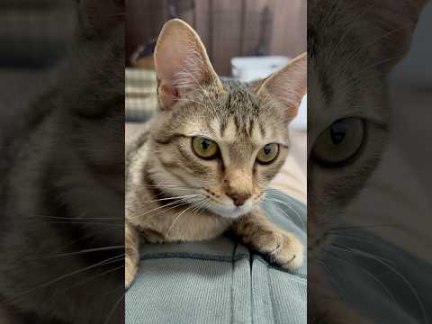 猫のいる生活　104日目　保護した猫が可愛い🐈　お腹で落ち着く猫🐈　 子猫 cat ねこ cute 猫好きさんと繋がり… サムネイル