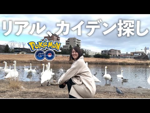 リアル、カイデン探しをしながらタマゴ激割。【ポケモンGO】