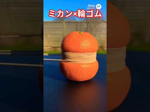 ミカン×輪ゴムshorts サムネイル