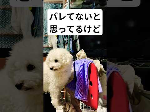 バレてないと思ってるけどちゃんとバレてますよー犬dog love サムネイル