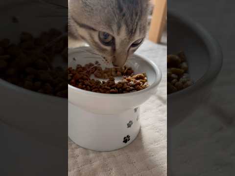 猫のいる生活　51日目　保護した猫が可愛い🐈　カメラを気にしつつご飯を食べる猫🐈　 子猫 cat ねこ cute 猫好… サムネイル