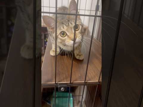 猫のいる生活　101日目　保護した猫が可愛い🐈　首傾げ猫🐈　 子猫 cat ねこ cute 猫好きさんと繋がりたい猫可… サムネイル