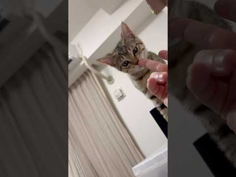 猫のいる生活　56日目　保護した猫が可愛い🐈　手を舐めまくる猫🐈　 子猫 cat ねこ cute 猫好きさんと繋がりた… サムネイル