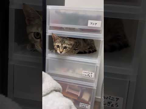 猫のいる生活　52日目　保護した猫が可愛い🐈　狭いところに入る猫🐈　 子猫 cat ねこ cute 猫好きさんと繋がり… サムネイル
