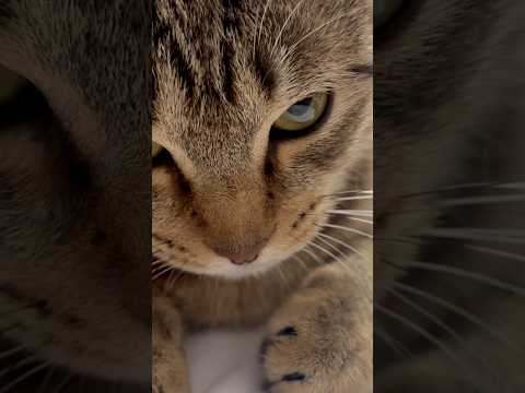 猫のいる生活　113日目　保護した猫が可愛い🐈　舐めまくり猫🐈　 子猫 cat ねこ cute 猫好きさんと繋がりたい… サムネイル