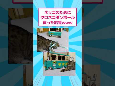 ネッコのためにクロネコダンボール買った結果www サムネイル