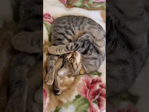 猫のいる生活　111日目　保護した猫が可愛い🐈　丸まる猫🐈　 子猫 cat ねこ cute 猫好きさんと繋がりたい猫可… サムネイル