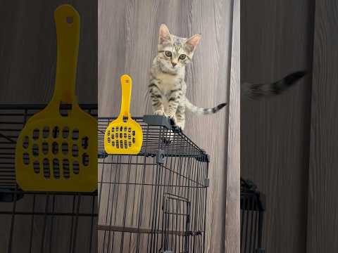 猫のいる生活　53日目　保護した猫が可愛い🐈　遠くから来てくれる可愛い猫🐈　 子猫 cat ねこ cute 猫好きさん… サムネイル