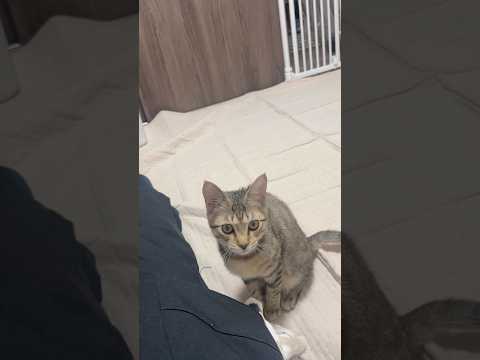 猫のいる生活　91日目　保護した猫が可愛い🐈　飛びつき猫🐈　 子猫 cat ねこ cute 猫好きさんと繋がりたい猫可… サムネイル