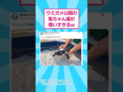 ウミガメ公園の亀ちゃん達が尊いすぎるwww おもしろ 動物 サムネイル