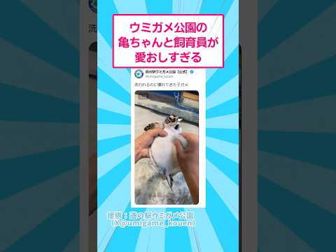 ウミガメ公園の亀ちゃんと飼育員さんが愛おしすぎるw おもしろ 動物 サムネイル