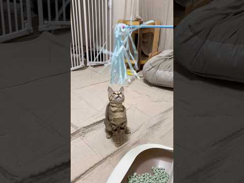 猫のいる生活　76日目　保護した猫が可愛い🐈　激しい猫パンチ猫🐈　 子猫 cat ねこ cute 猫好きさんと繋がりた…