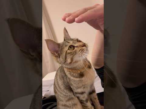 猫のいる生活　106日目　保護した猫が可愛い🐈　指タッチからの甘噛み猫🐈　 子猫 cat ねこ cute 猫好きさんと… サムネイル