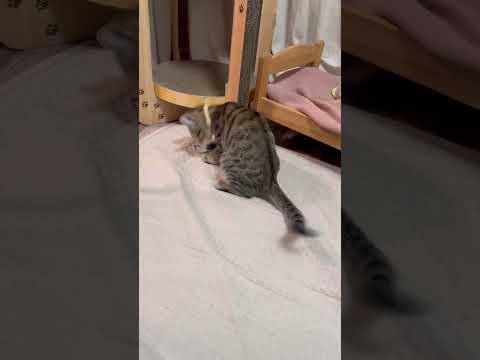 猫のいる生活　103日目　保護した猫が可愛い🐈　ゴムに夢中猫🐈　 子猫 cat ねこ cute 猫好きさんと繋がりたい… サムネイル