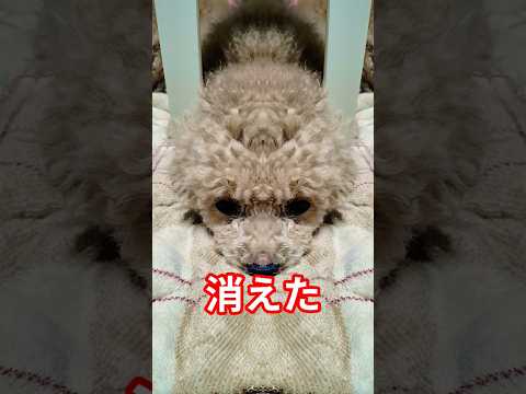 消えたdoglovethankyoushotsshorts サムネイル