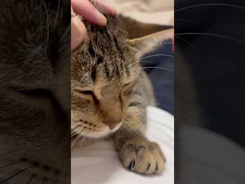 猫のいる生活　108日目　保護した猫が可愛い🐈　気持ち良さそうな猫🐈　 子猫 cat ねこ cute 猫好きさんと繋が… サムネイル