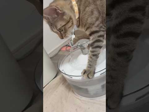 猫のいる生活　93日目　保護した猫が可愛い🐈　水の飲み方合ってる？猫🐈　 子猫 cat ねこ cute 猫好きさんと繋… サムネイル