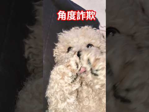 角度詐欺犬dogshots loveshots サムネイル