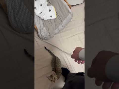 猫のいる生活　81日目　保護した猫が可愛い🐈　かまってちゃん猫🐈　 子猫 cat ねこ cute 猫好きさんと繋がりた… サムネイル