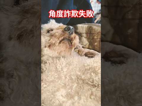 角度詐欺犬lovedogshorts サムネイル