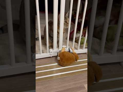 猫のいる生活　109日目　保護した猫が可愛い🐈　ぬいぐるみが欲しい猫🐈　 子猫 cat ねこ cute 猫好きさんと繋… サムネイル