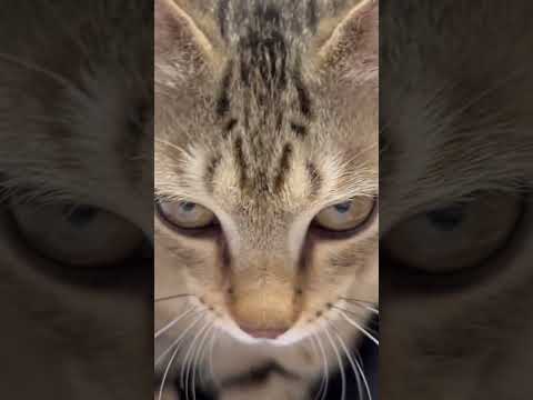 猫のいる生活　77日目　保護した猫が可愛い🐈　ずっとぐるぐる言ってる猫🐈　 子猫 cat ねこ cute 猫好きさんと…