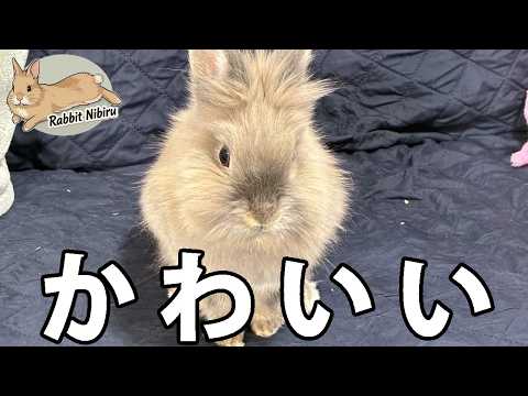 ライオンラビットの日常がかわいすぎた【No.1】 サムネイル