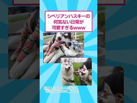 シベリアンハスキーの何気ない日常が可愛すぎるwww おもしろ 犬 サムネイル